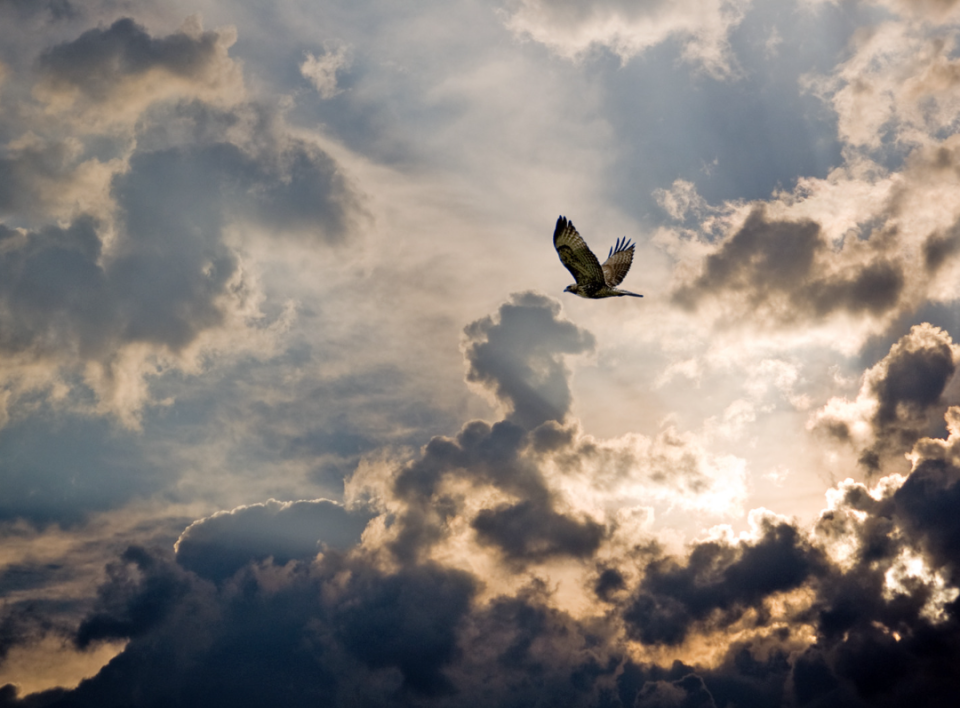 Un oiseau dans le ciel symbolisant les personnes endeuillées par suicide